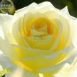 50 PCS Seeds Rose Bright Light Yellow Big Blooms Flower