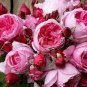 50 PCS Seeds Rose Heirloom Climbing Flower