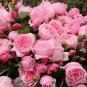 50 PCS Seeds Rose Heirloom Climbing Flower