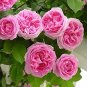 50 PCS Seeds Rose Heirloom Climbing Flower