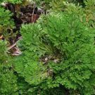 1 PCS Seeds Rose of Jericho Dinosaur Fern Miracle Air Prehistoric 1 PCS Seeds Rose of Jericho Dinosaur Fern Miracle Air Prehistoric