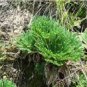 1 PCS Seeds Rose of Jericho Dinosaur Fern Miracle Air Prehistoric