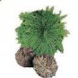 1 PCS Seeds Rose of Jericho Dinosaur Fern Miracle Air Prehistoric