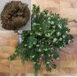 1 PCS Seeds Rose of Jericho Dinosaur Fern Miracle Air Prehistoric