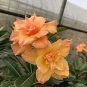 2 PCS Seeds Rose Orange Adenium Desert Rose