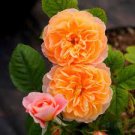 100 PCS Seeds Rose Orange Climbing Flower
