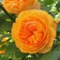 100 PCS Seeds Rose Orange Climbing Flower