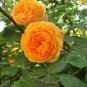 100 PCS Seeds Rose Orange Climbing Flower