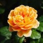 100 PCS Seeds Rose Orange Climbing Flower