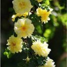 50 PCS Seeds Rose Orangish Yellow Climbing Tree Plant 50 PCS Seeds Rose Orangish Yellow Climbing Tree Plant