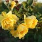 50 PCS Seeds Rose Orangish Yellow Climbing Tree Plant