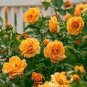50 PCS Seeds Rose Orangish Yellow Climbing Tree Plant