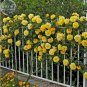 50 PCS Seeds Rose Orangish Yellow Climbing Tree Plant