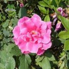 200 PCS Seeds Rose Pink Color French Marigold 200 PCS Seeds Rose Pink Color French Marigold