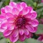 200 PCS Seeds Rose Pink Color French Marigold