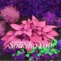 200 PCS Seeds Rose Pink Leaves