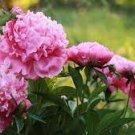 5 PCS Seeds Rose Pink Peony Shrub Flowers 5 PCS Seeds Rose Pink Peony Shrub Flowers