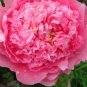 5 PCS Seeds Rose Pink Peony Shrub Flowers
