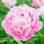 5 PCS Seeds Rose Pink Peony Shrub Flowers