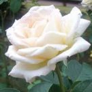 50 PCS Seeds Rose Purely White European Flower