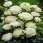 50 PCS Seeds Rose Purely White European Flower