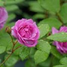 50 PCS Seeds Rose Purple Compact Climbing Flower 50 PCS Seeds Rose Purple Compact Climbing Flower