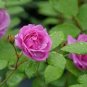 50 PCS Seeds Rose Purple Compact Climbing Flower