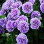 50 PCS Seeds Rose Purple Compact Climbing Flower