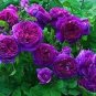 50 PCS Seeds Rose Purple Compact Climbing Flower