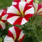 50 PCS Seeds Rose Red Garden Petunia with White Stripe Annual Flower 50 PCS Seeds Rose Red Garden Petunia with White Stripe Annual Flower