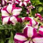 50 PCS Seeds Rose Red Garden Petunia with White Stripe Annual Flower