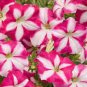 50 PCS Seeds Rose Red Garden Petunia with White Stripe Annual Flower