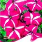 50 PCS Seeds Rose Red Garden Petunia with White Stripe Annual Flower