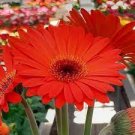100 PCS Seeds Rose Red Gerbera Spider Daisy Double Flower 100 PCS Seeds Rose Red Gerbera Spider Daisy Double Flower