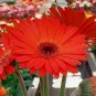 100 PCS Seeds Rose Red Gerbera Spider Daisy Double Flower