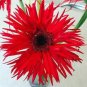 100 PCS Seeds Rose Red Gerbera Spider Daisy Double Flower