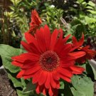 1000 PCS Seeds Rose Red Gerbera Spider Daisy Double Flowers 1000 PCS Seeds Rose Red Gerbera Spider Daisy Double Flowers