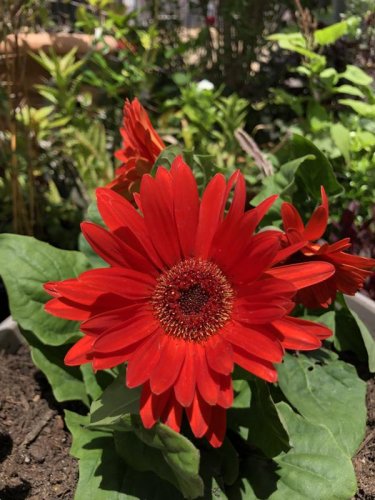 1000 PCS Seeds Rose Red Gerbera Spider Daisy Double Flowers