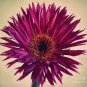 1000 PCS Seeds Rose Red Gerbera Spider Daisy Double Flowers