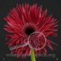 1000 PCS Seeds Rose Red Gerbera Spider Daisy Double Flowers