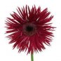 1000 PCS Seeds Rose Red Gerbera Spider Daisy Double Flowers