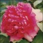 5 PCS Seeds Rose Red Peony 'Shao Nv Hong' Flower Tree