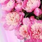 5 PCS Seeds Rose Red Peony 'Shao Nv Hong' Flower Tree