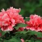 5 PCS Seeds Rose Red Peony 'Shao Nv Hong' Flower Tree