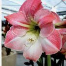 100 PCS Seeds Rose Red Pink Bi-color Amaryllis 100 PCS Seeds Rose Red Pink Bi-color Amaryllis