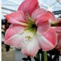 100 PCS Seeds Rose Red Pink Bi-color Amaryllis