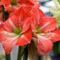 100 PCS Seeds Rose Red Pink Bi-color Amaryllis