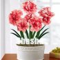 100 PCS Seeds Rose Red Pink Bi-color Amaryllis
