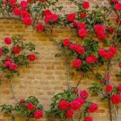 100 PCS Seeds Rose Red Thailand Climbing Rose 100 PCS Seeds Rose Red Thailand Climbing Rose