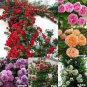 100 PCS Seeds Rose Red Thailand Climbing Rose